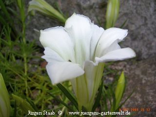 Chinesischer Herbstenzian, Chinesischer Schmuckenzian